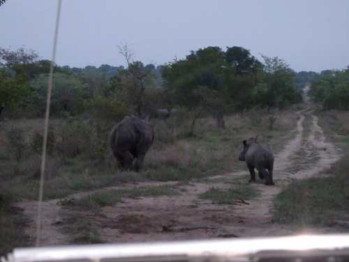 Rhinoceros and young one.